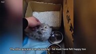 В лютую зиму умирающий котёнок забился в угол и отчаянно звал на помощь - 2025 год