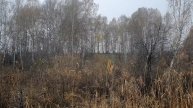 Октябрьская роща