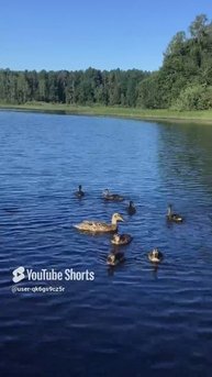 Ленобласть. Хвойное. 10.07.2024. Часть 57. Утята_ уже собрались, с нетерпением ждём завтрак