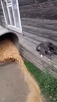VID-20251026-WA0000