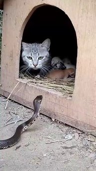 Котя защищает потомство