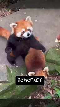 Факт о красных панд