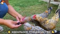 Идеальное птицеводство достойно восхищения 🐓🦆🦢🦚🦃🐔 эпизод (382)