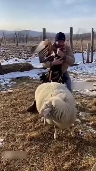 Поймали Орла