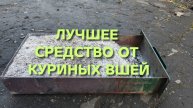 Как избавиться от куриных вшей и паразитов народным средством