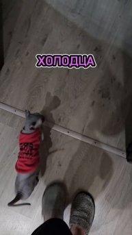 Супер песня🐾👣