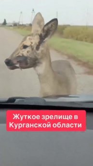 Клип @zatropheem