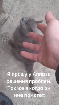 Котэ Мемы))) #мемы #рутуб #реки