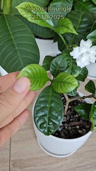 🌸💮Моя Табернемонтана наконец-то снова зацвела