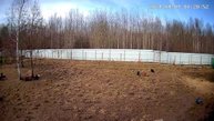 Выгул апрель 2024