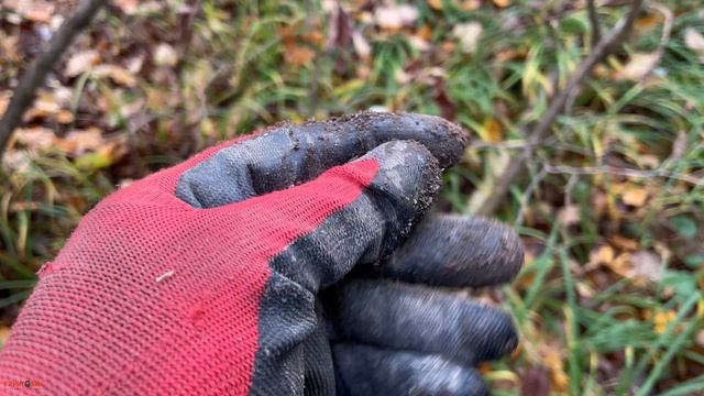 Коп в лесу с Garrett vortex. Нашел рарик почти