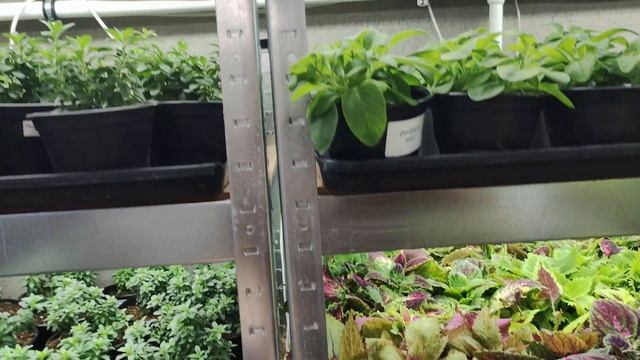 Обзор стеллажей с цветочной рассадой. Как и где буду все сохранять и размножать зимой.