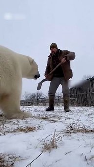 Мишка хотел украсть барана