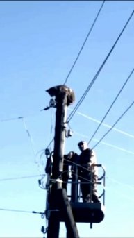 В Забайкалье рысь забралась на столб линии электропередач