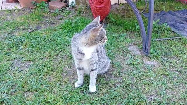 Киска Василиска. Сентябрь 2025