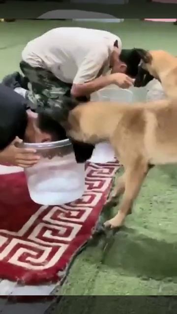 Бельгийская овчарка поняла, что хозяин мухлюет во время трюка