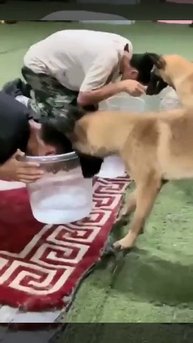Бельгийская овчарка поняла, что хозяин мухлюет во время трюка