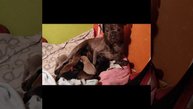 Юккины малыши и свои и приёмные