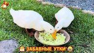 Забавные утки мускусные и пекинские на свободном выгуле со своими друзьями ч.(266) ❣️🤗😂