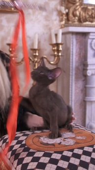 Ориентальный котенок в окрасе Гавана www.orientalkitten.ru