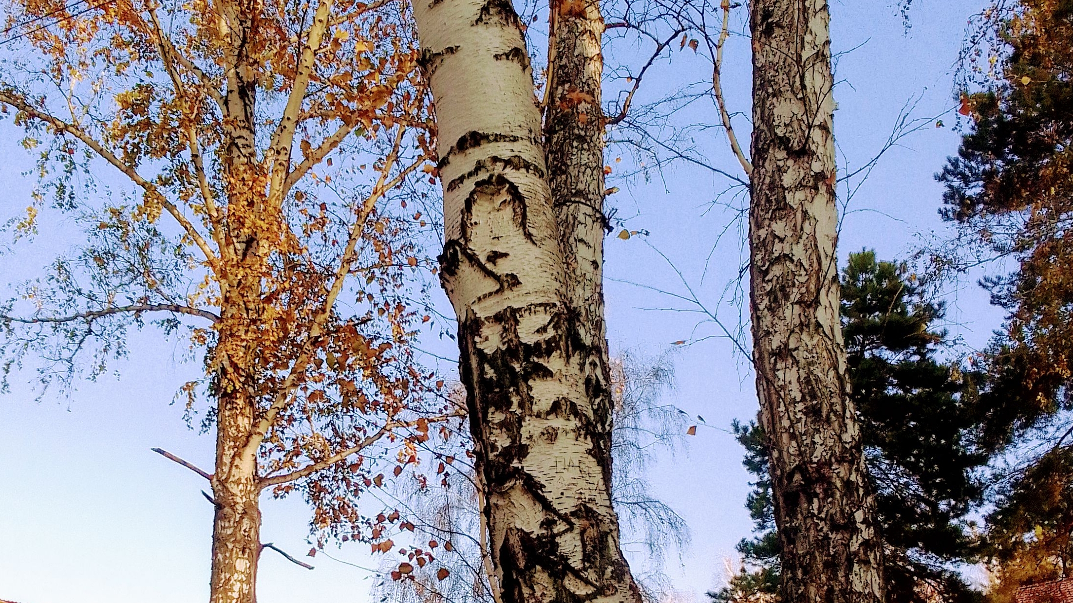 Осеннее ранее утро/ Берёзки/ Санаторий "Доволенский"/ Новосибирская область 🌞🍁🍂🍁