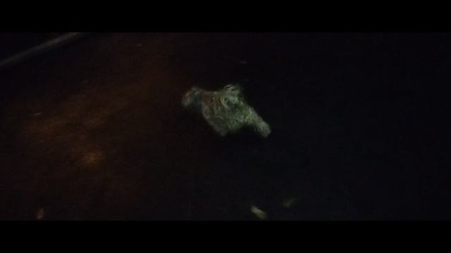 Мы идём гулять с собакой! | 9-авг-2024