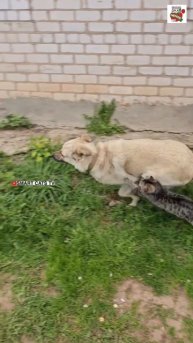 Это единственное существо на земле которое Любит Вас больше чем себя 🌞🥇❤️🐶🌏