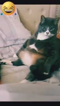Толстые котики 😄