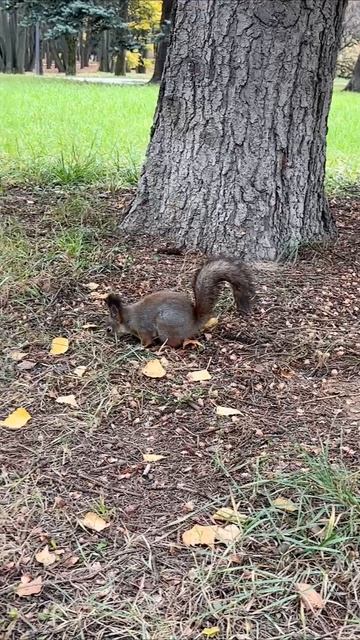 Золотая осень и её обитатели 😍