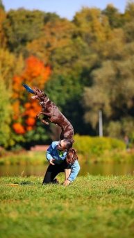 Спортивный Метис Нэтта - вольт от колена, вольт от спины, флип, дог-кетч