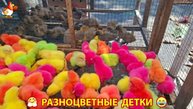 Цыплята и утята милые пушистики растут на радость хозяину (105)