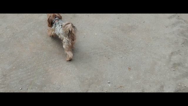 Мы идём гулять с собакой! | 9-авг-2024, 2