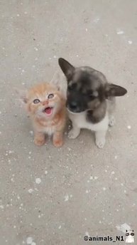 Самые милые лучшие друзья