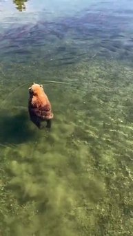 Гризли способны долго дрейфовать в воде
