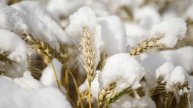 Ранняя зима на Урале и в Сибири ударила по сбору урожая