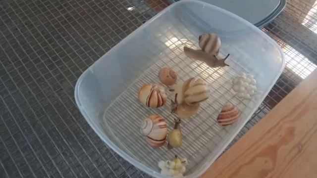 2025.08.17 Чудесная прогулка