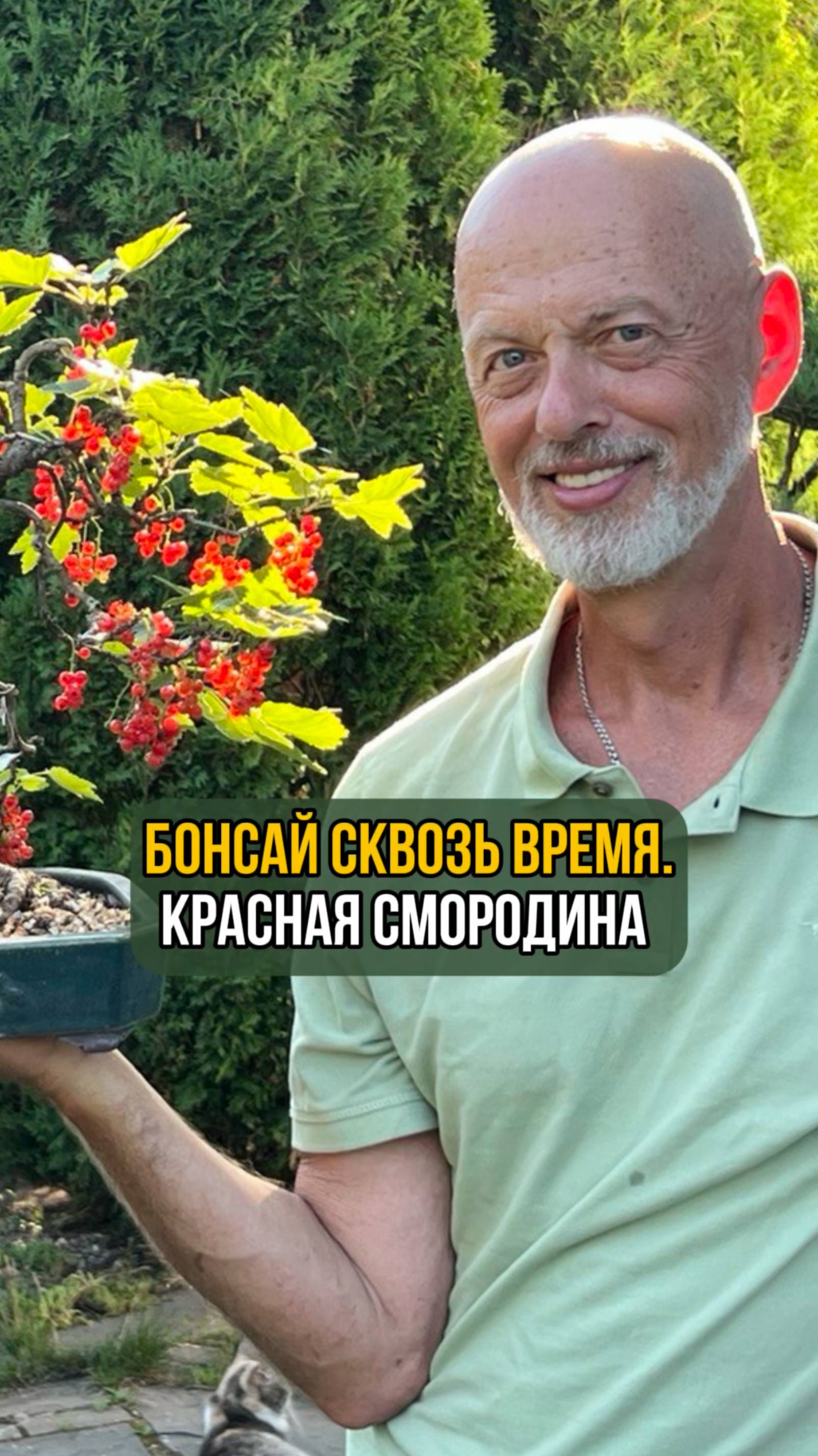 Бонсай сквозь время. Красная смородина