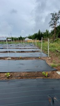 Все что угодно, лишь бы не полоть.
