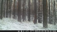 Видео от Тайга Красноярья. Фотоловушки