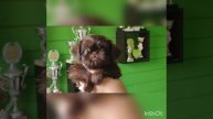 Шоколадная девочка уехала в Тюмень