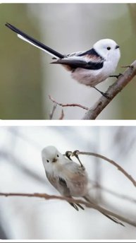 Птицы половнички