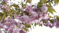 Нежная музыка для сна, релакса, отдыха