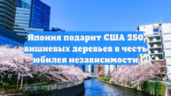Япония подарит США 250 вишневых деревьев в честь юбилея независимости