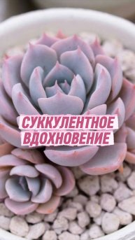 🧑💻Идеальные растения для вечно занятых