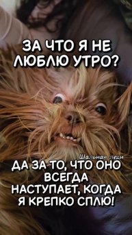 А я люблю утро! Именно за то, что оно наступает 😇🙏