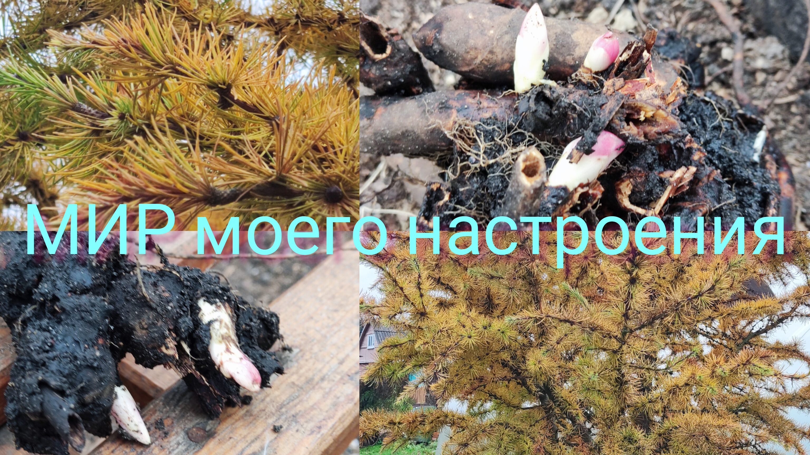 26.10.25 Дача.Посадила пионы.Любуюсь лиственницей.