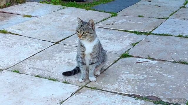 Киска Василиска гуляет, кувырки) сентябрь 2025