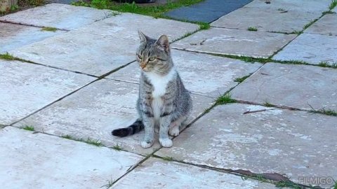 Киска Василиска гуляет, кувырки) сентябрь 2025