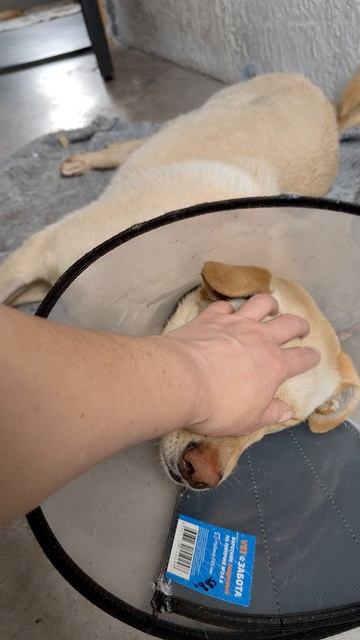 Рубрика ВОЛОНТЁРСКАЯ СОБАКА ❤️
Эта девочка у нас временно 🤗🐕♥️