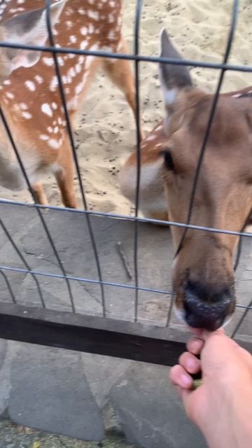 Кормим оленей